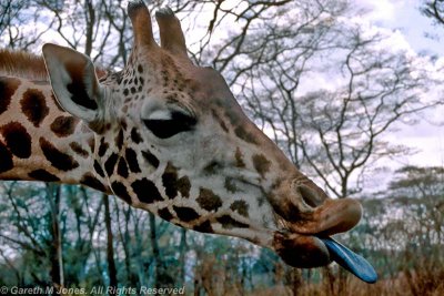 Giraffe, Nairobi 0332