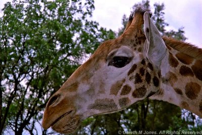 Giraffe, Nairobi 0417