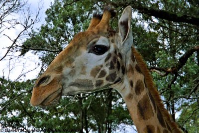 Giraffe, Nairobi 0418