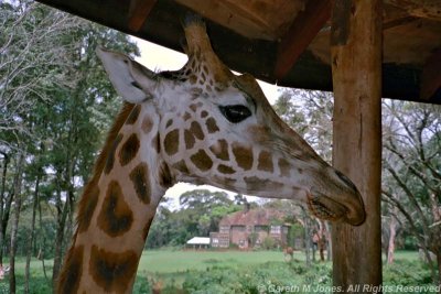 Giraffe, Nairobi 0421