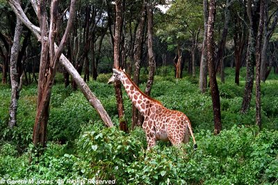 Giraffe, Nairobi 0422