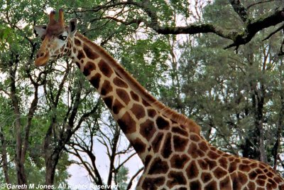 Giraffe, Nairobi 0429