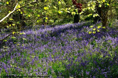 Bluebells 4615