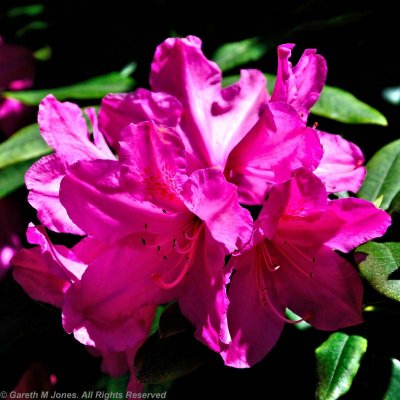 Kingston Lacy 4766