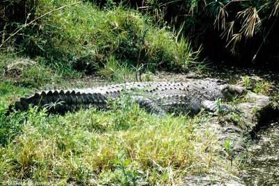 Nile Crocodile, Nairobi 030528