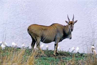 Common Eland, Nairobi 030619