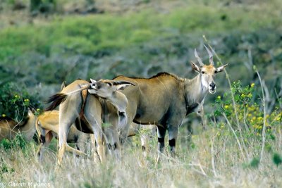 Common Eland, Nairobi 060126