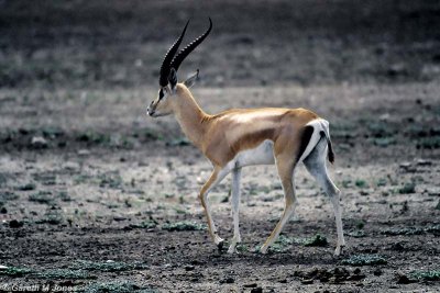 Garnt's Gazelle, Nairobi 040123