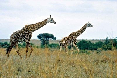 Masai Giraffe, Nairobi 0601