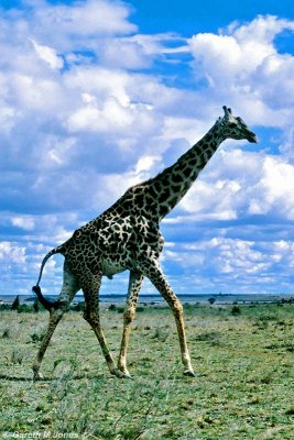 Masai Giraffe, Nairobi 2117
