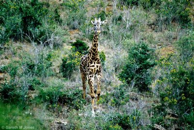 Masai Giraffe, Nairobi 2122