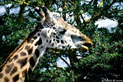 Masai Giraffe, Nairobi 2327