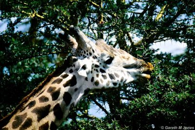 Masai Giraffe, Nairobi 2328