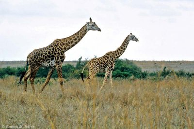 Masai Giraffe, Nairobi 0603