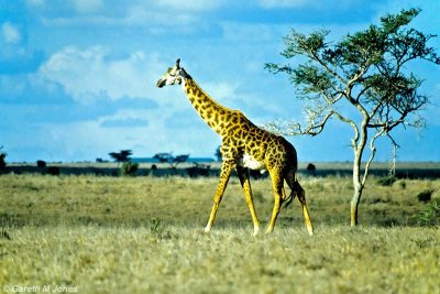 Masai Giraffe, Nairobi 0221