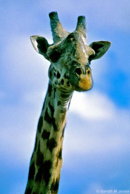 Masai Giraffe, Nairobi 2114