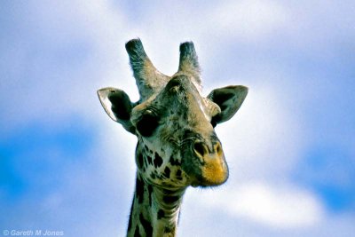 Masai Giraffe, Nairobi 2115