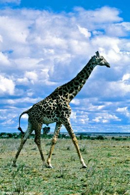 Masai Giraffe, Nairobi 2116