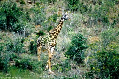 Masai Giraffe, Nairobi 2121