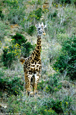 Masai Giraffe, Nairobi 2123