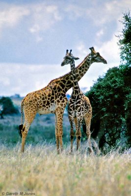 Masai Giraffe, Nairobi 2311