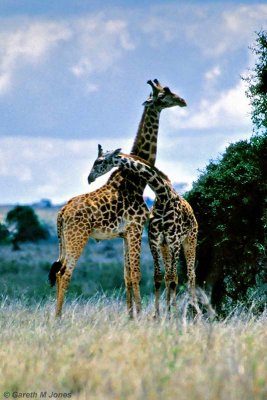 Masai Giraffe, Nairobi 2312