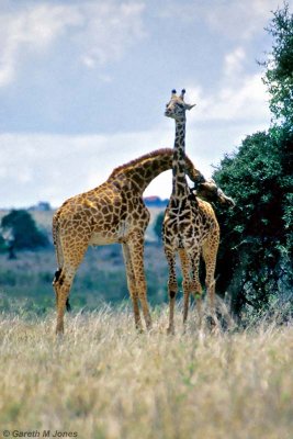 Masai Giraffe, Nairobi 2313