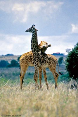 Masai Giraffe, Nairobi 2316