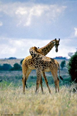 Masai Giraffe, Nairobi 2317