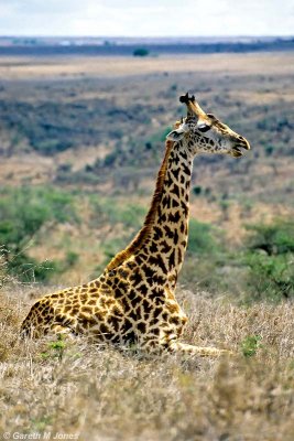 Masai Giraffe, Nairobi 2323
