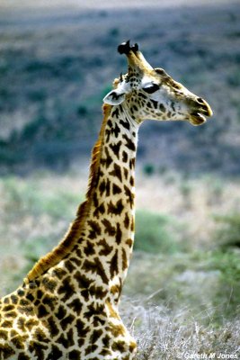 Masai Giraffe, Nairobi 2324