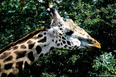 Masai Giraffe, Nairobi 2325