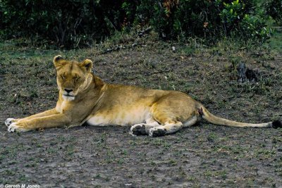 Lion, Masai Mara 1812