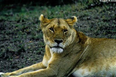 Lion, Masai Mara 1832