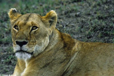 Lion, Masai Mara 1833