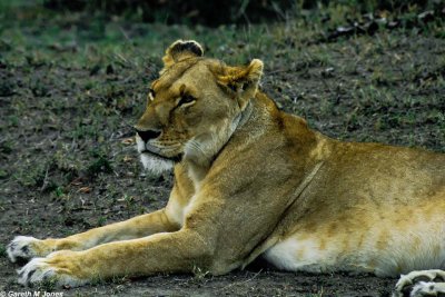 Lion, Masai Mara 1835