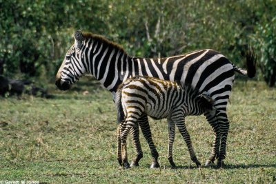 Zebra, Masai Mara 1801