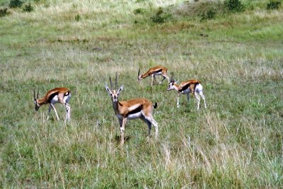 Gazelle, Masai Mara 0031