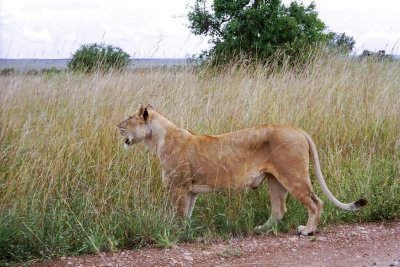 Lion, Masai Mara 0014