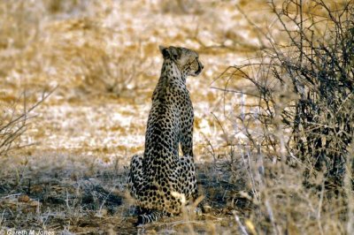Cheetah, Samburu 020332
