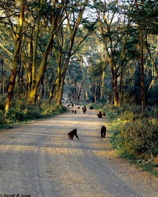 Baboon, Nakuru 020309