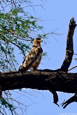 Eagle, Samburu 010524