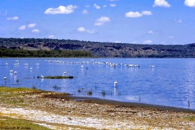 Pelican, Nakuru 010211