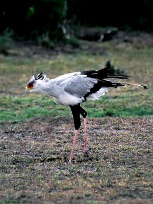 Secretary Bird, Masai Mara 010122