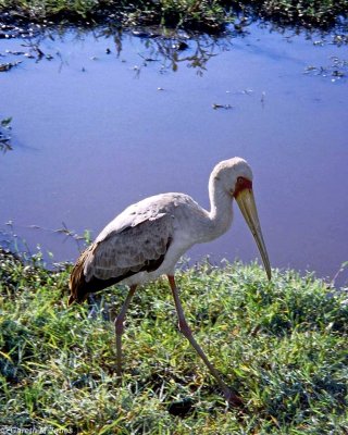 Stork, Nakuru 010103