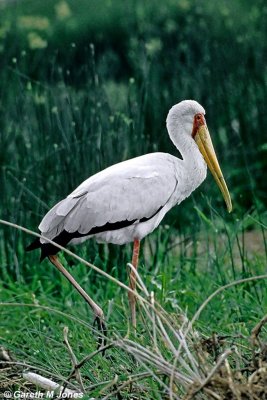 Stork, Baringo 010205