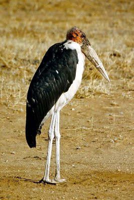 Stork, Samburu 011532