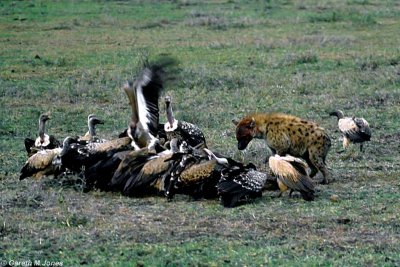 Vulture, Masai Mara 010514