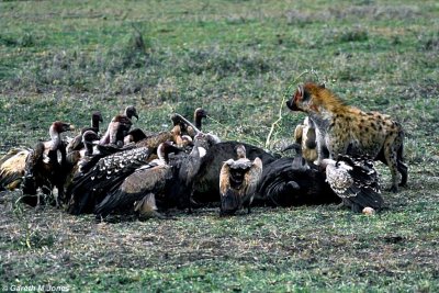 Vulture, Masai Mara 010524