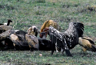 Vulture, Masai Mara 010533